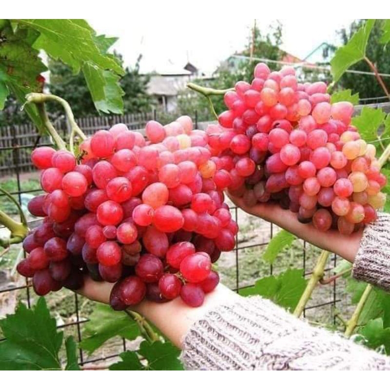 Bibit anggur Veles RS so4 dan kober5bb