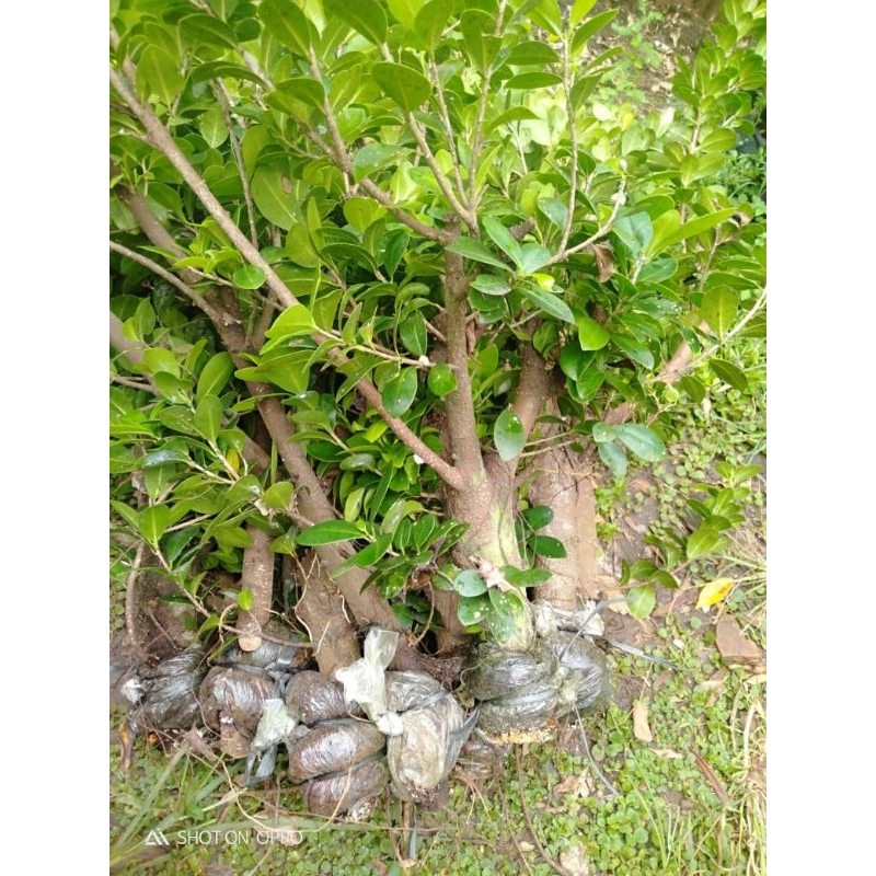 Beringin kompakta ukuran pergelangan-lengan bahan bonsai