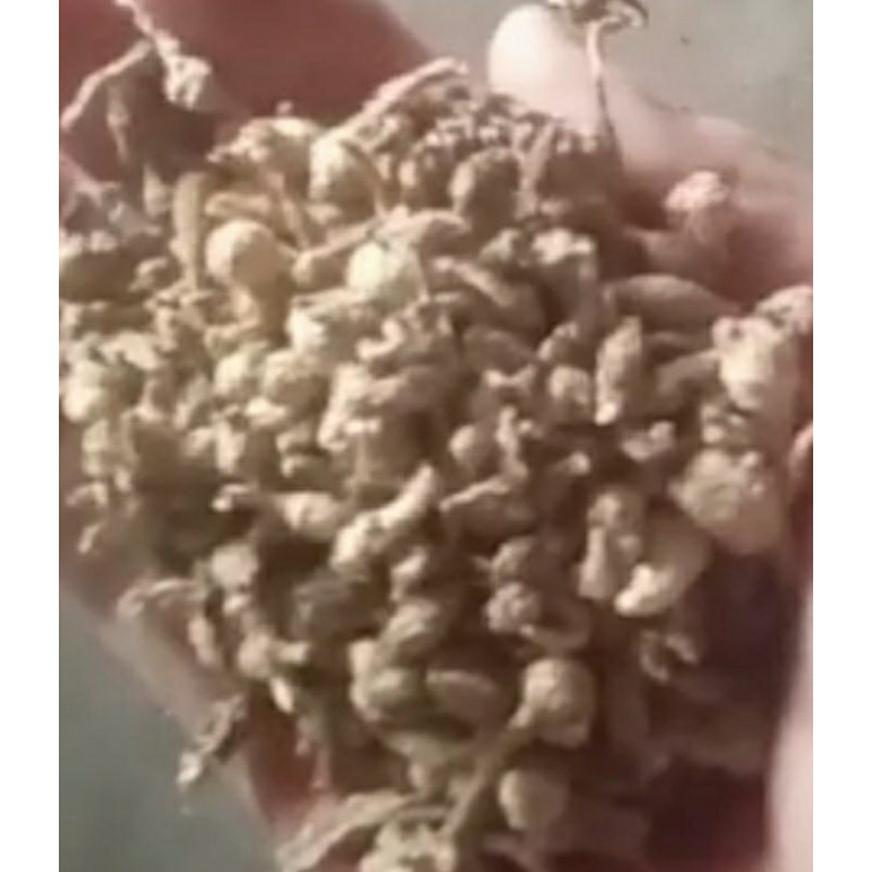 

Kunci Pepet kering 1kg / temu rapet kering | kunci rapet