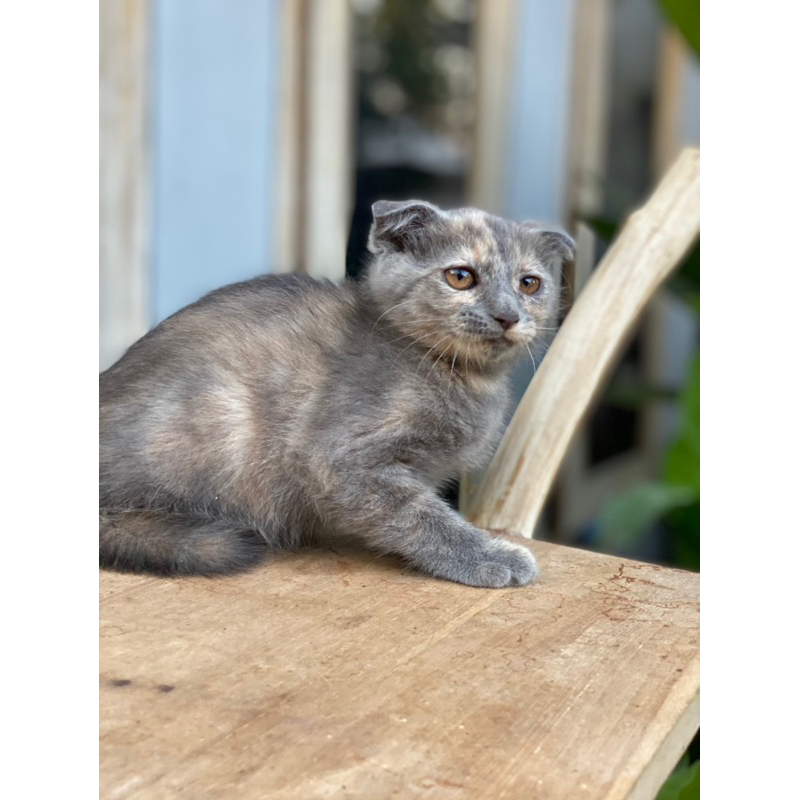 SCOTIS FOLD BETIN4 MURMER