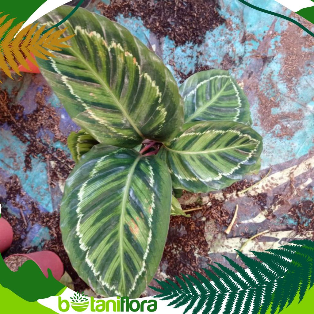Tanaman Hias Calathea Lindeni | Calathea Lindeni | Jual Calathea Lindeni | Calathea Linden