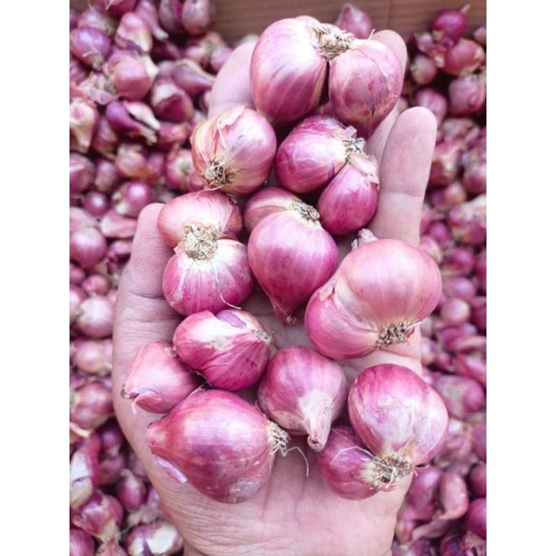 

bawang merah 1 kg