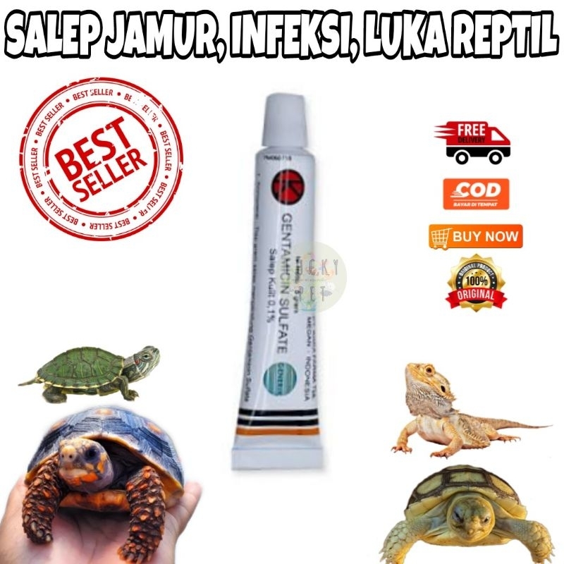 Obat salep jamur kura kura reptil