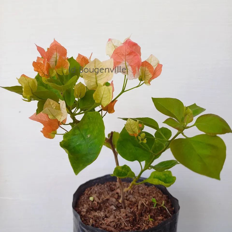 BOUGENVILLE MAHARANI