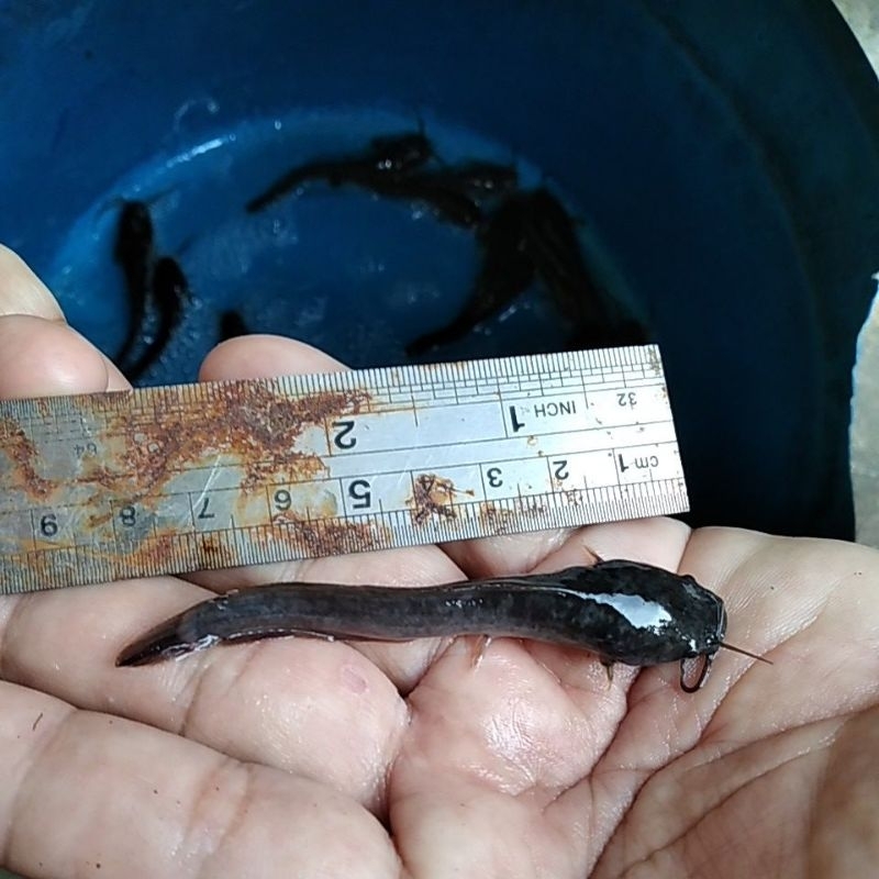 Bibit ikan lele ukuran 7-8cm