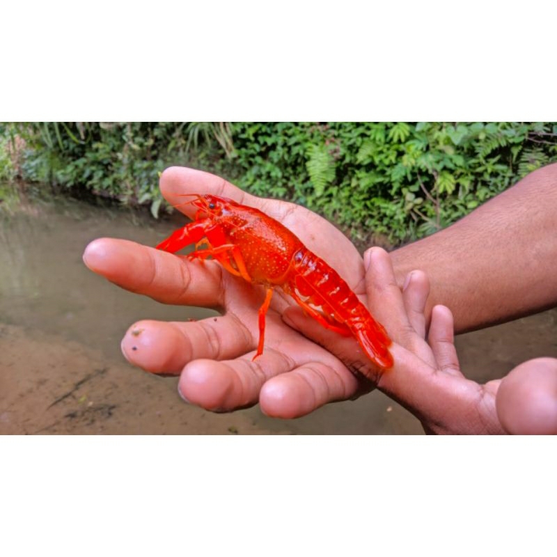 

lobster hias size induk