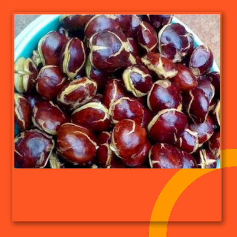 

Jengkol Super Jengkol Tua Jengkol Segar Fresh