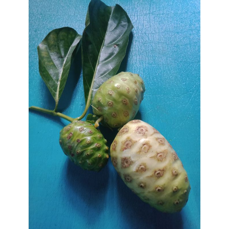 

buah mengkudu/cangkudu/1kg