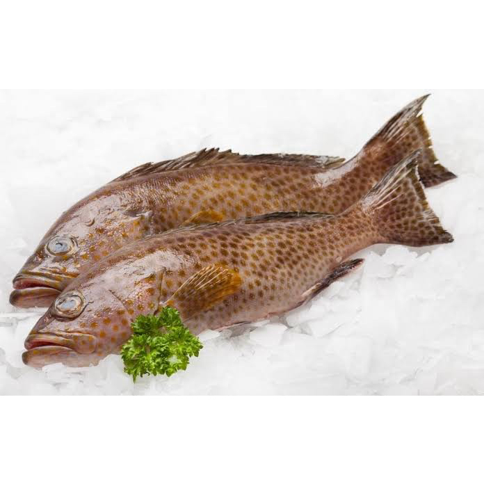 

Kerapu Bumbu Kuning 300gr