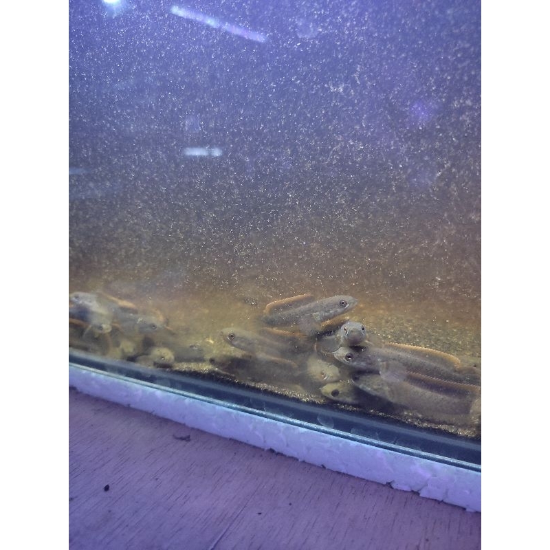 LIMBATA CB SUPER TEBEL PREMIUM 5-7 CM