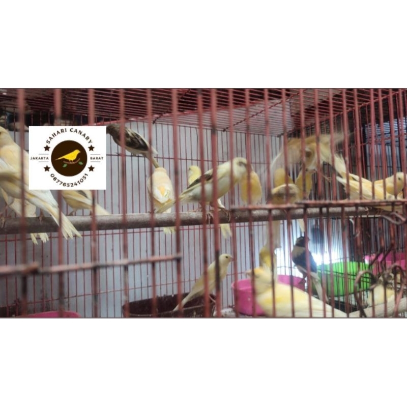 KENARI LOPER  MALANG JANTAN DAN GARANSI JANTAN JUGA GARANSI HIDUP SAMPAI RUMAH