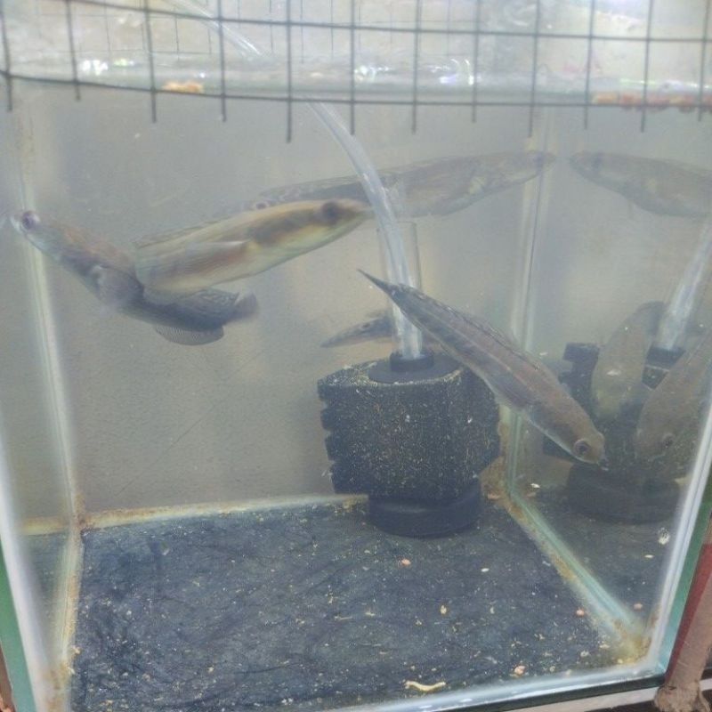 Channa Maru ys bar tebal, rapih 12-13cm