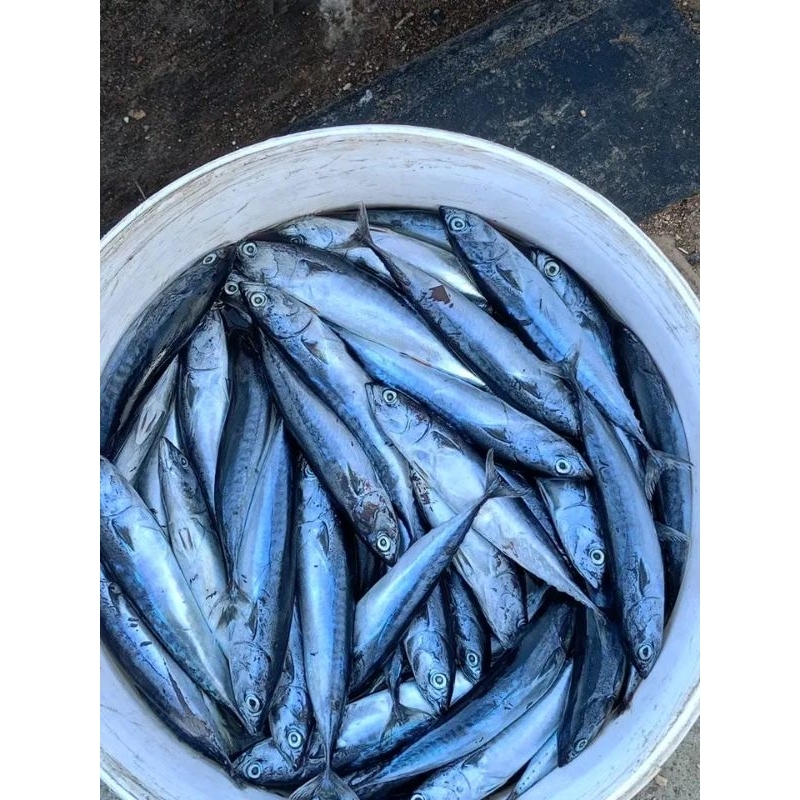 

ikan tongkol segar