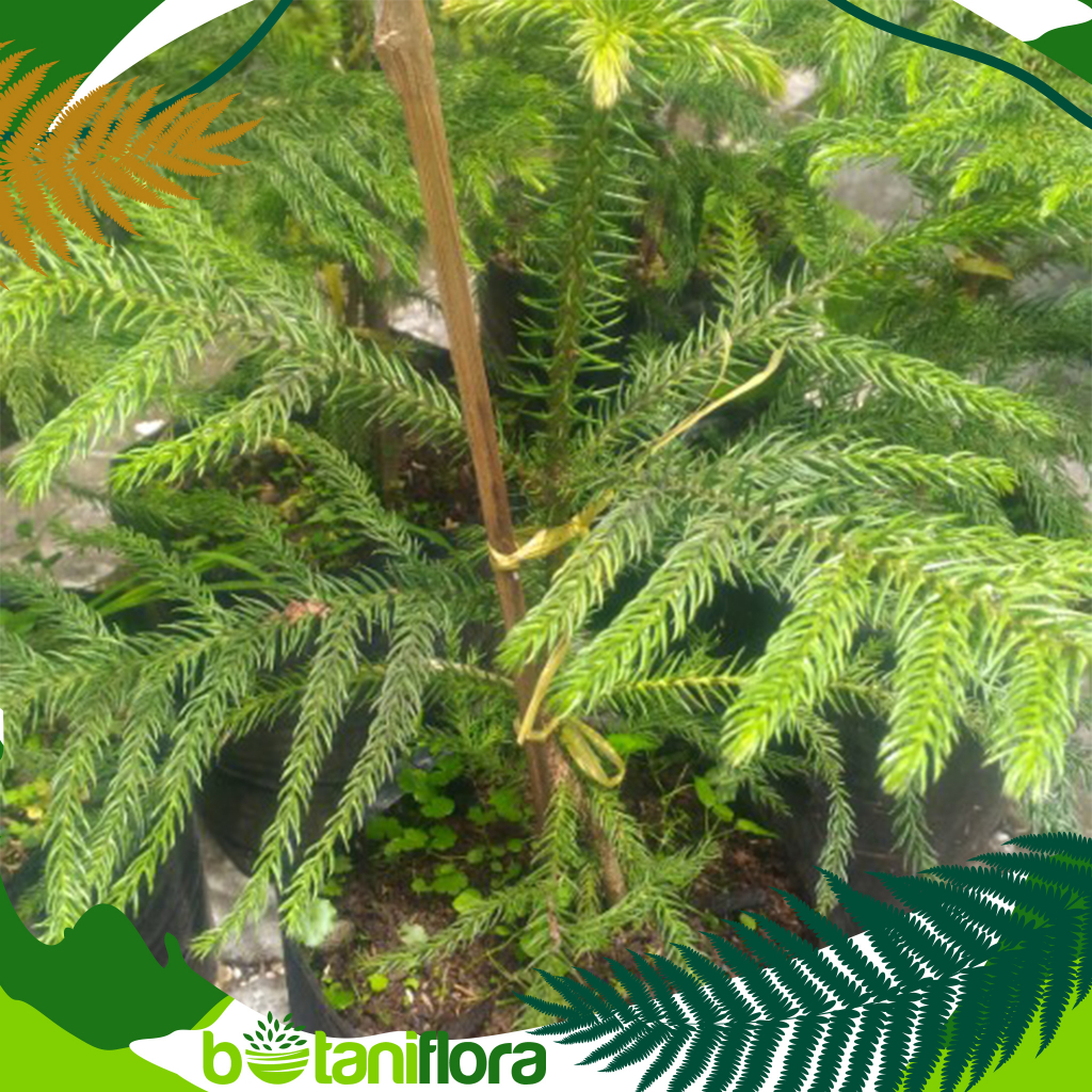 Tanaman Cemara Pentris | Cemara | Cemara Pentris | Cemara Norflok | Norflok | Cemara Hias