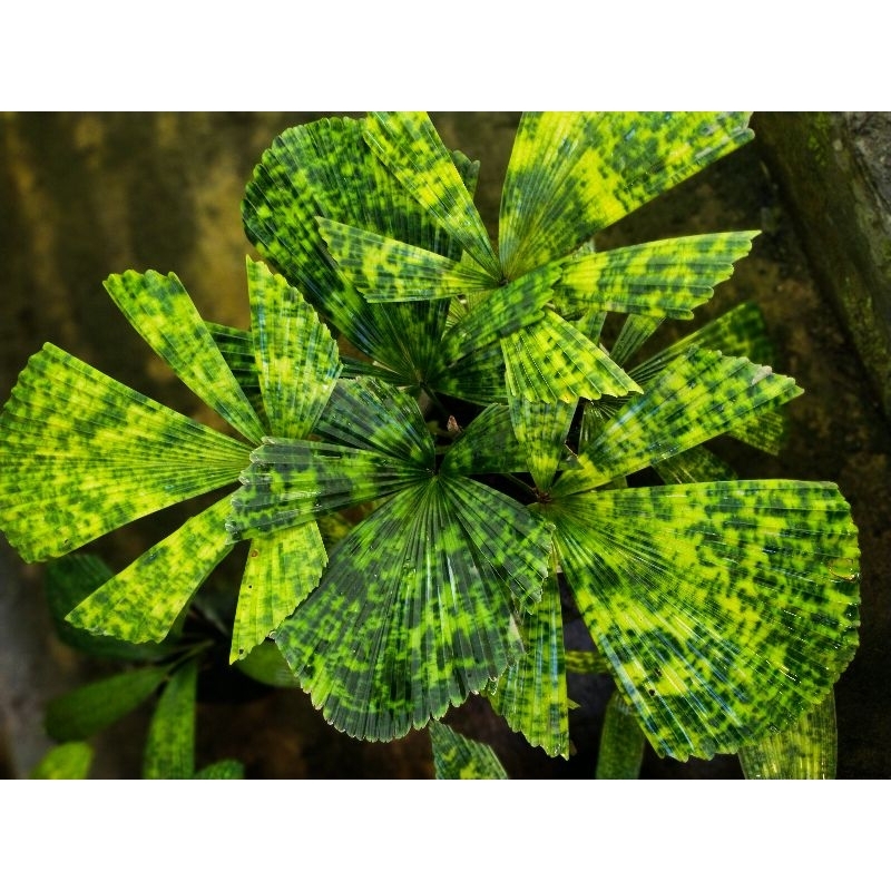 licuala mapu rawatan (palmarmy)