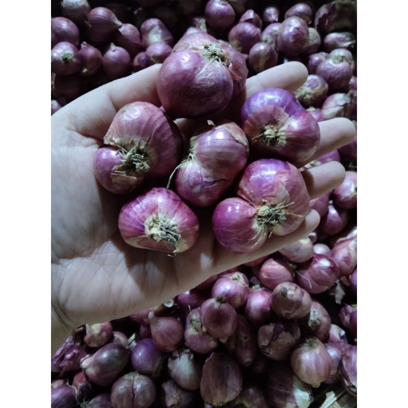 

Bawang Merah Super Jumbo