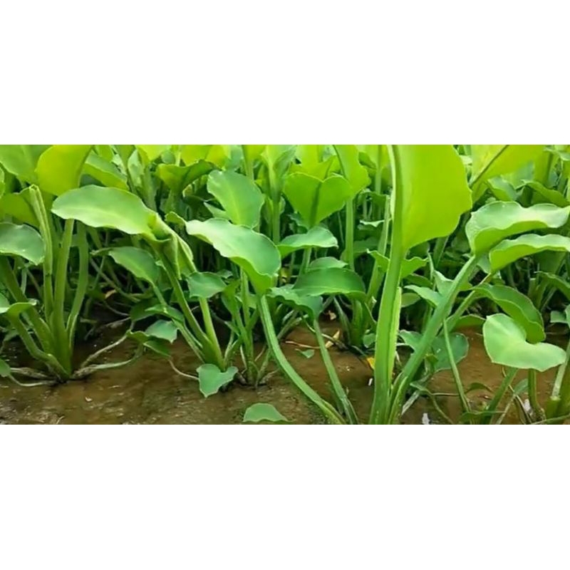 

TERMURAH SAYURAN GENJER /GENDOT KAMPUNG PER 1 PCS OBAT ANEMIA