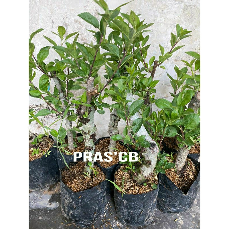 Bibit apel fuji cangkok batang besar / batang jumbo