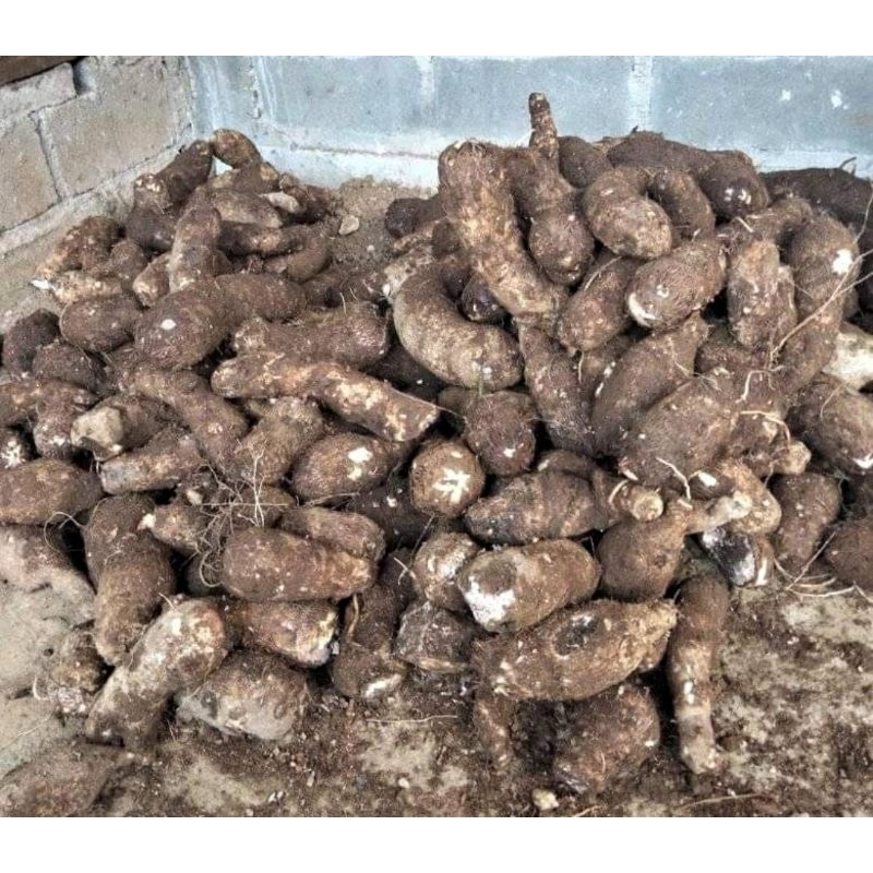 

KIMPUL TALAS 500 GRAM FRES SEMARANG