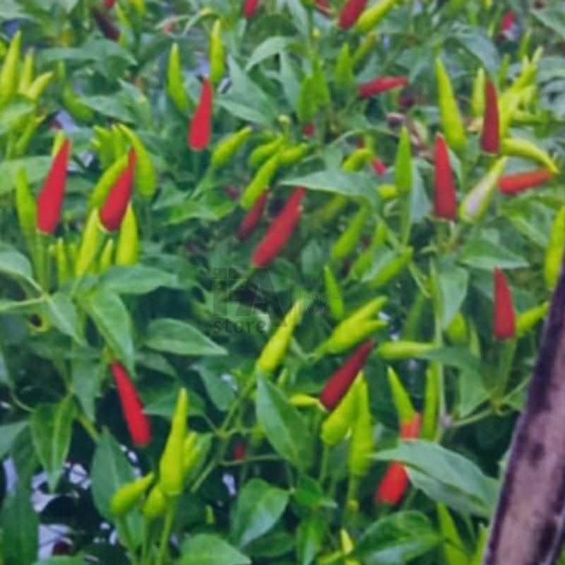Benih Cabai Rawit Cabe Rawit Putih Merapi ±50biji Benih sayuran  Benih Hidroponik Benih Seribuan Ben