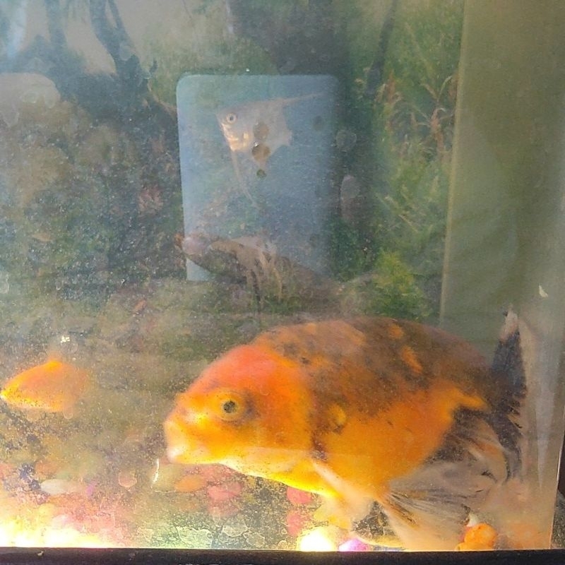 Goldfish - Ranchu rosetail