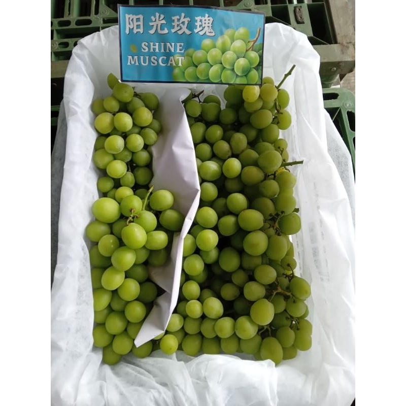 

Anggur Muscat curah