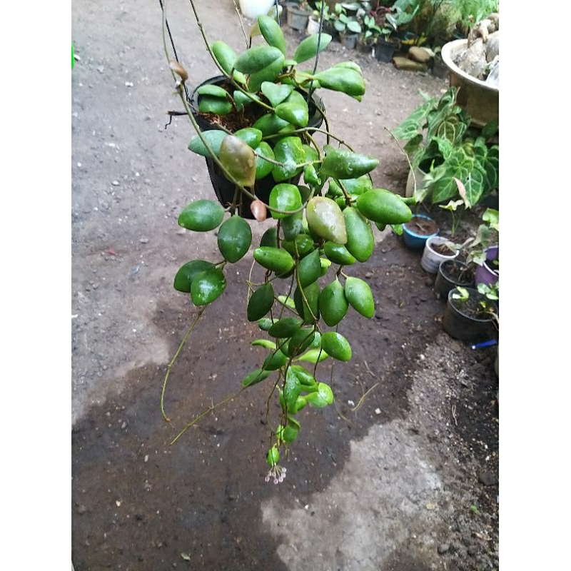 hoya palilimba rimbun 2 peduncle