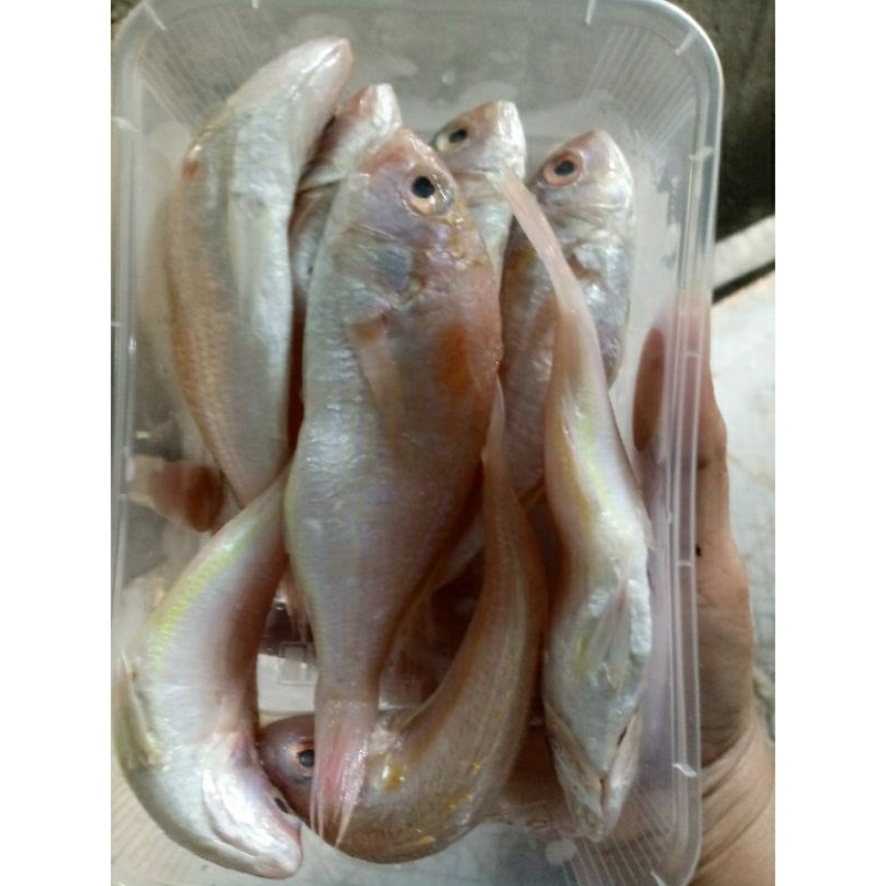 

ikan kurisi uk kecil isi 8