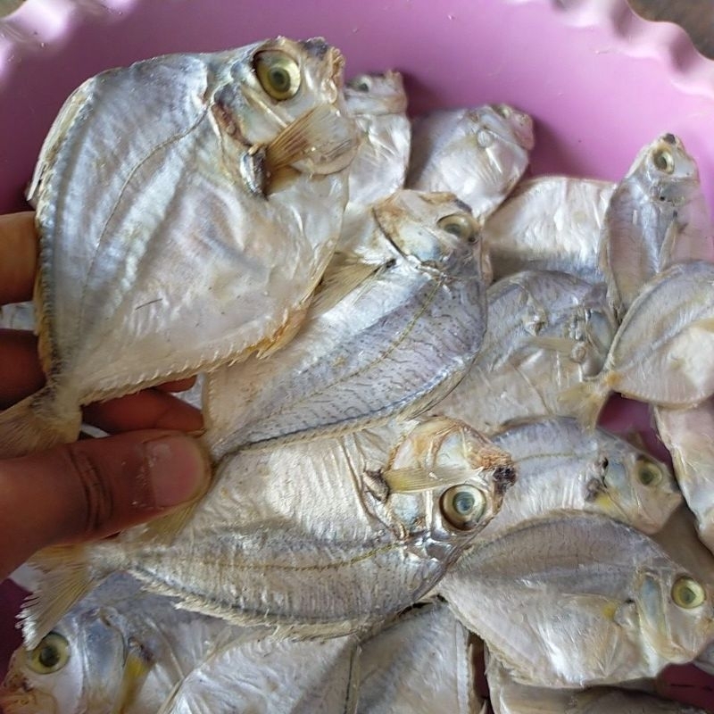 

Ikan Asin Petek Kering 1 Pcs Besar Harga Terjangkau Kualitas Bagus