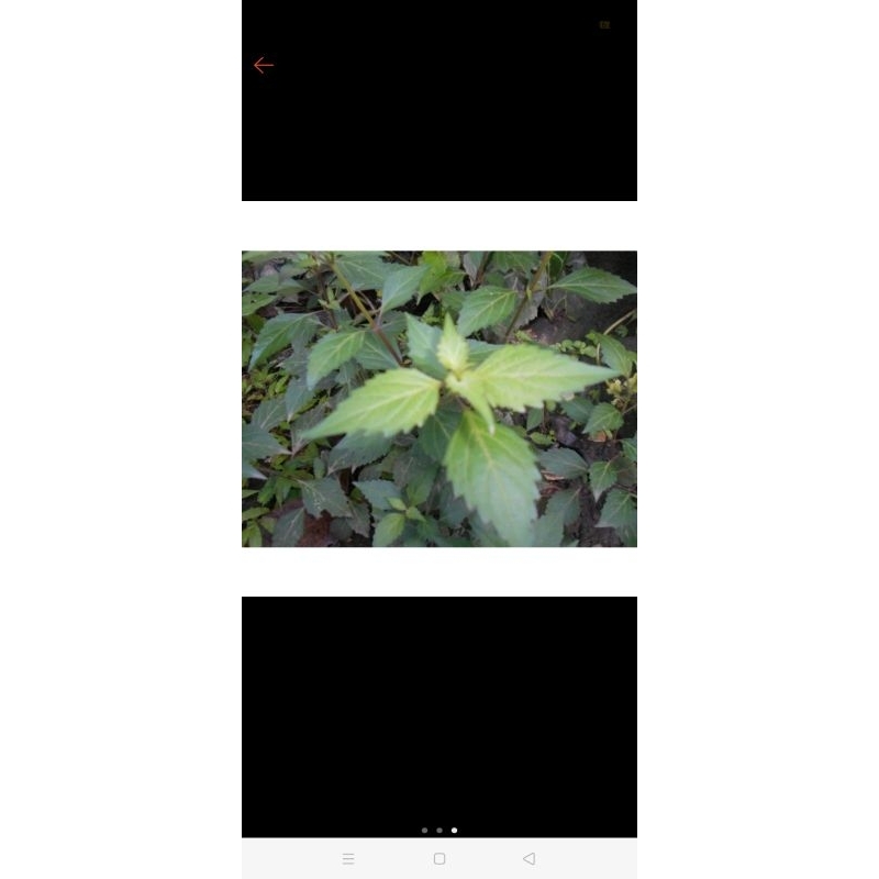 

DAUN KUMIS KUCING / 100G