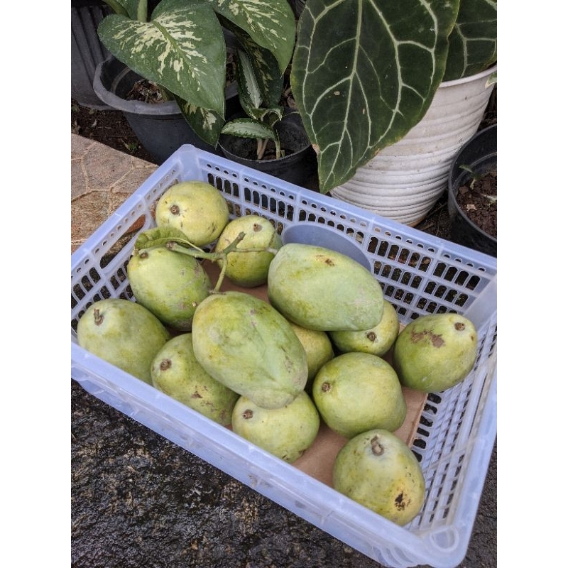 

Mangga Cengkir