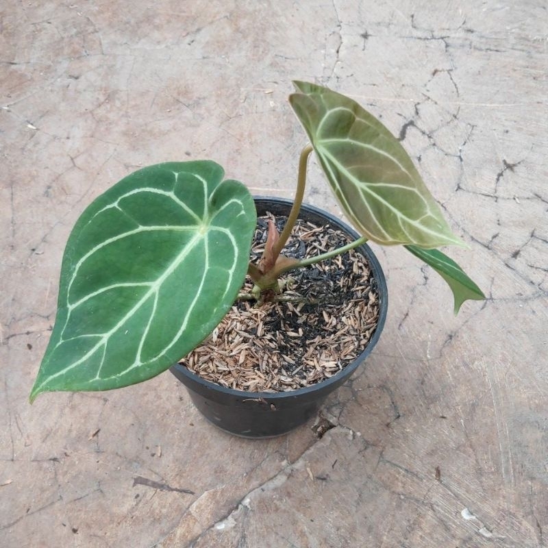 tanaman hias anturium forgetii hybrid x verde