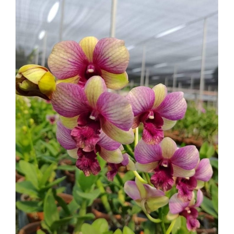 dendrobium pasca bunga ( nt )