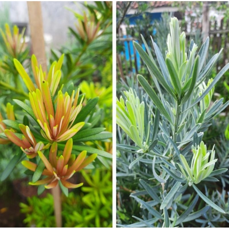 Paket 10 pucuk/entres lohansung pucuk merah & blue ice