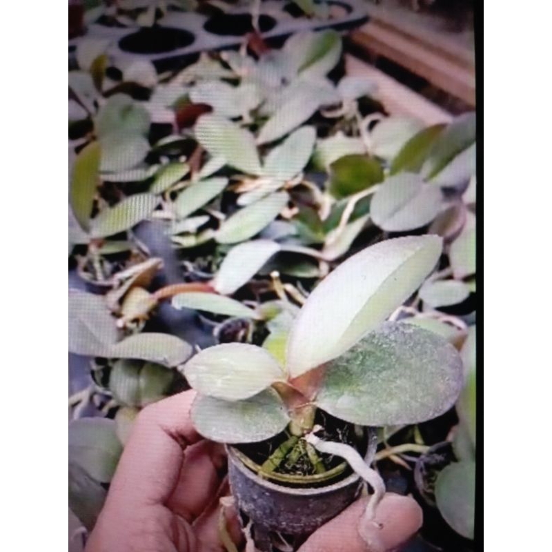 SedlingAngbulSedlingAngbul