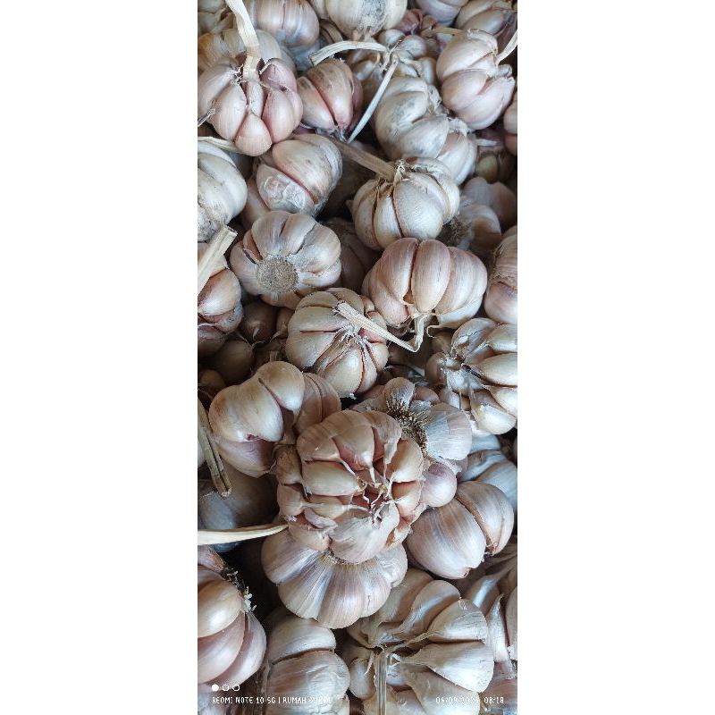 

Bawang Putih 1kg