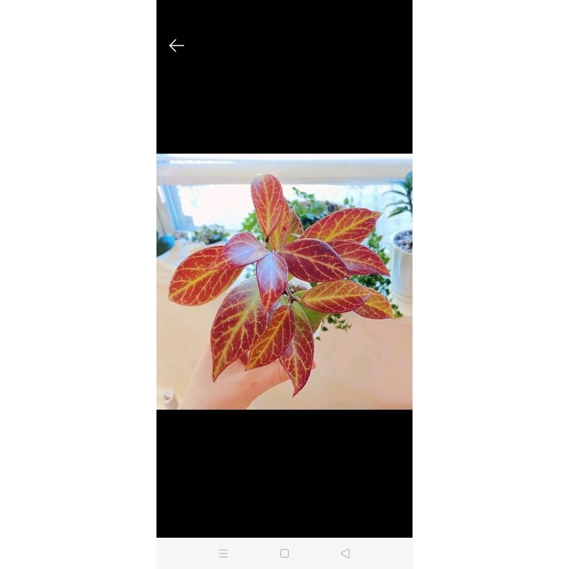 tanaman hias Hoya sunrise