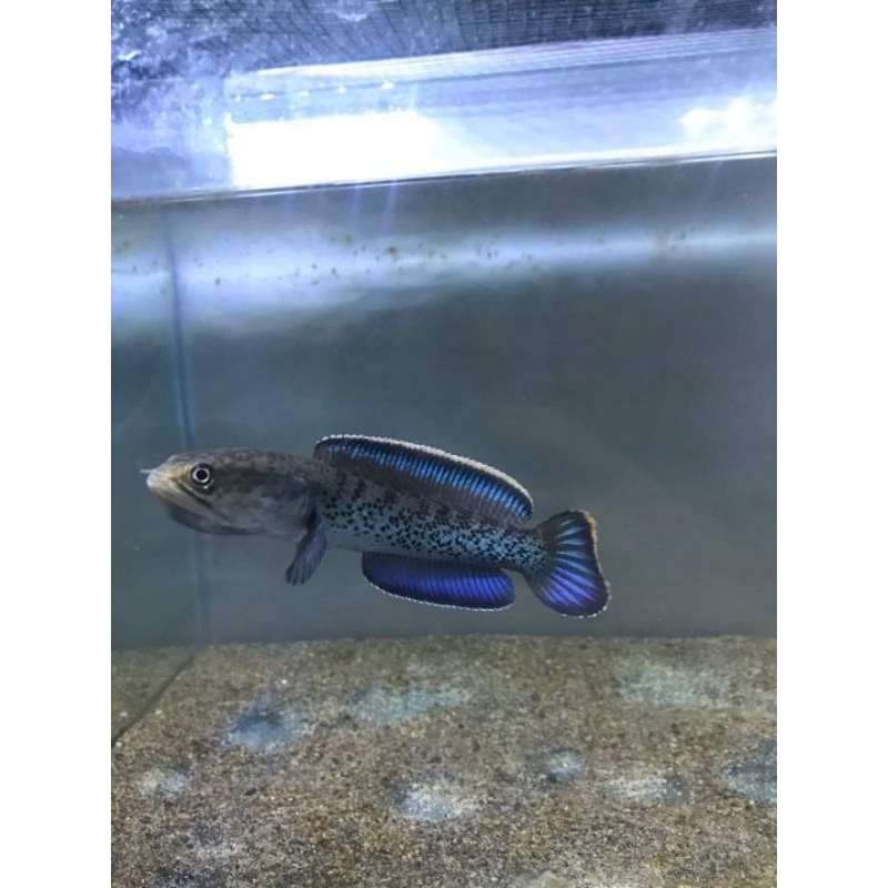channa stewarti 8-10cm(full dot)
