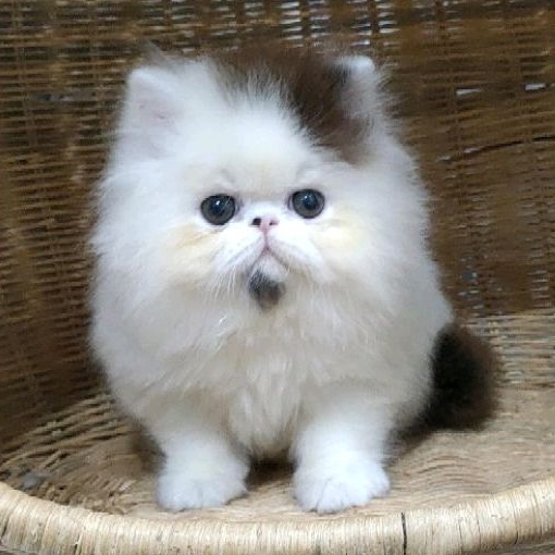 kitten persia peaknose jantan non ped (siap kirim )