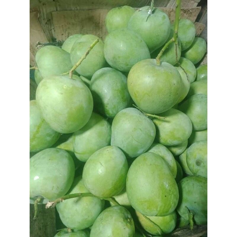 

Buah mangga 10 gram