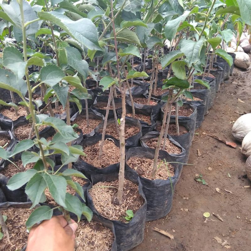 bibit apel Fuji cangkok