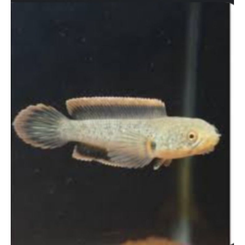 chana limbata cb lawu