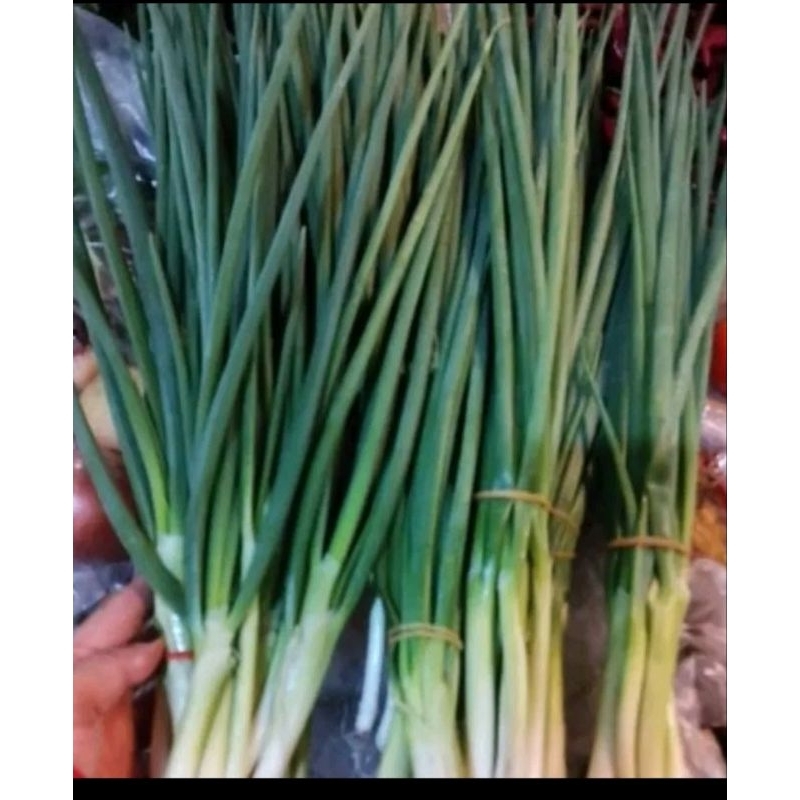 

DAUN BAWANG KECIL-KECIL