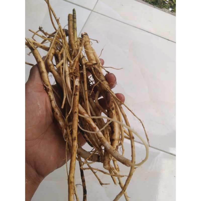 

Akar sangitan/ sambucus javanica segar 250 gram