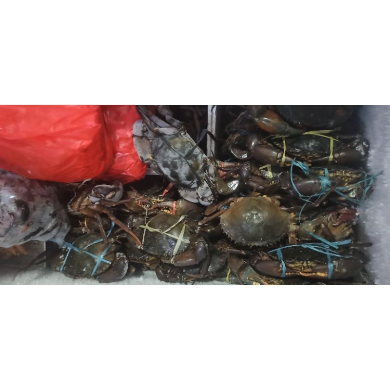 

kepiting frozen fres papua 1kg isi 2/3/4