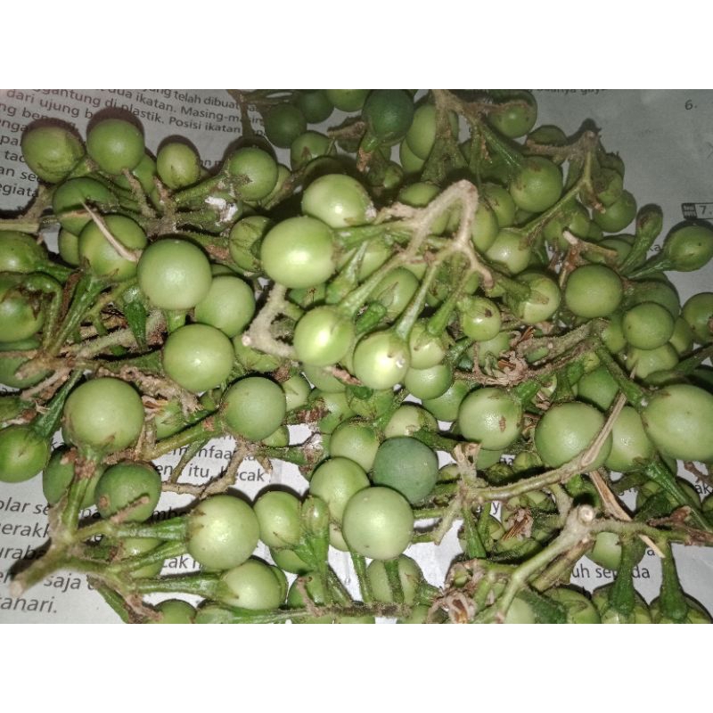 

cokak takokak segar lenca 200gram