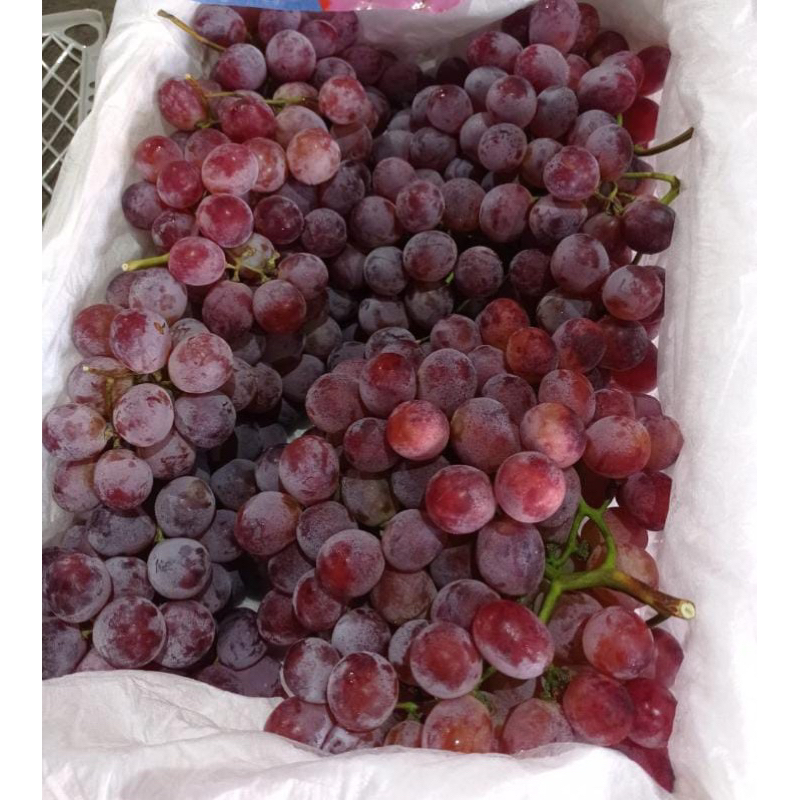 

Anggur Red Globe 1kg Premium Murah