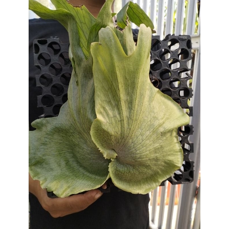 platycerium wandae papua