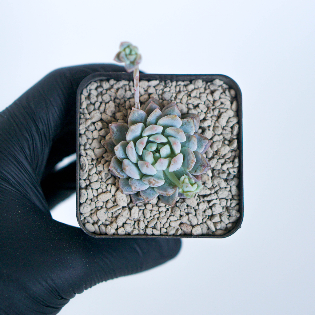 Sukulen Echeveria Prolifica