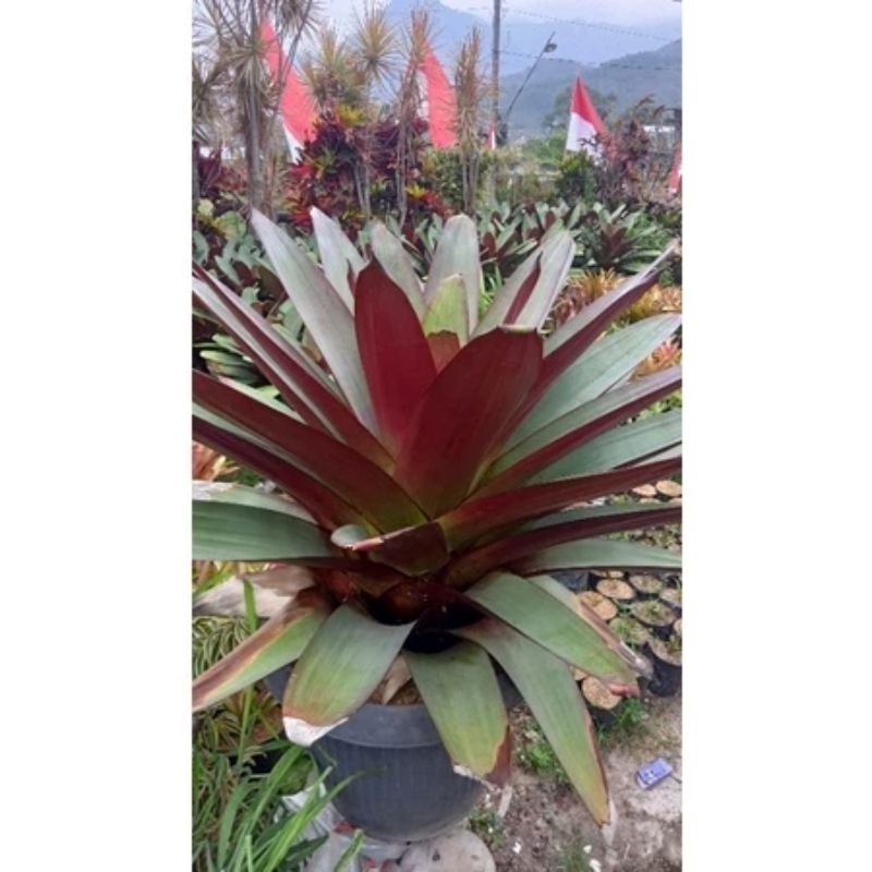 tanaman hias bromelia giant merah